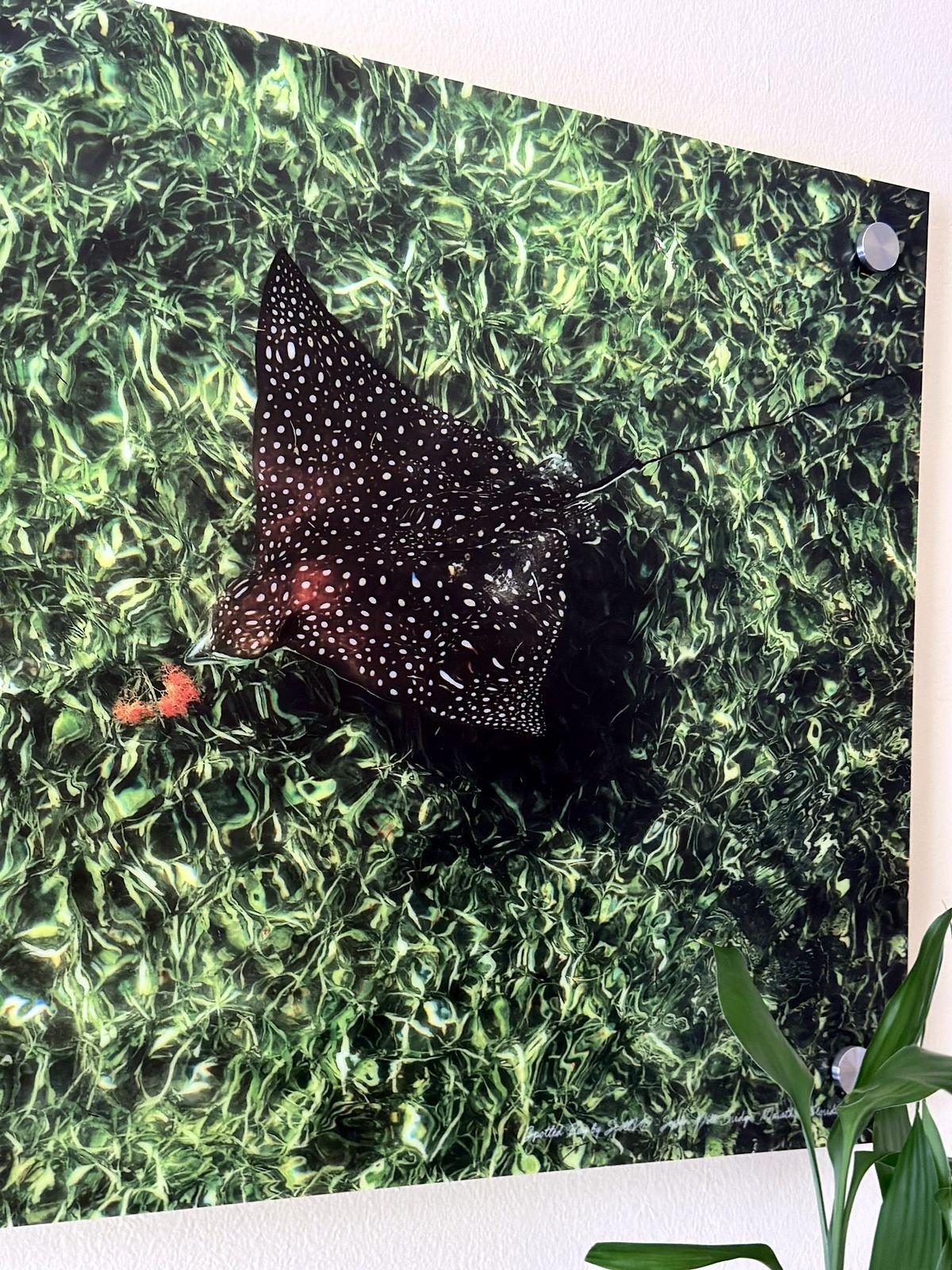 Flying Stingray, 7 Mile Bridge, fine art photography on 2nd surface acrylic with standoffs